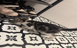 Domestic Shorthair cats for sale: 2 Male 2 female kittens  - Image 7