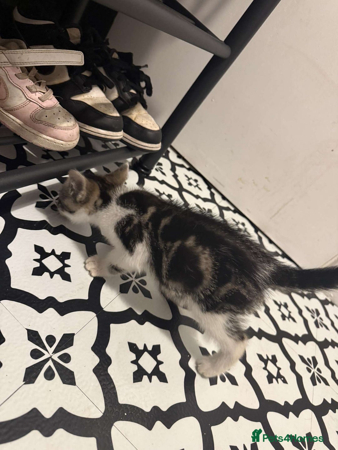 Domestic Shorthair cats for sale: 2 Male 2 female kittens  - Image 7
