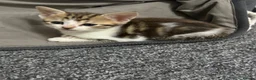 British Shorthair cats for sale: 4 kittens for sale 3 male and 1 female  - Advert 8