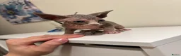 Sphynx cats for sale: Adorable female Sphynx  - Advert 2