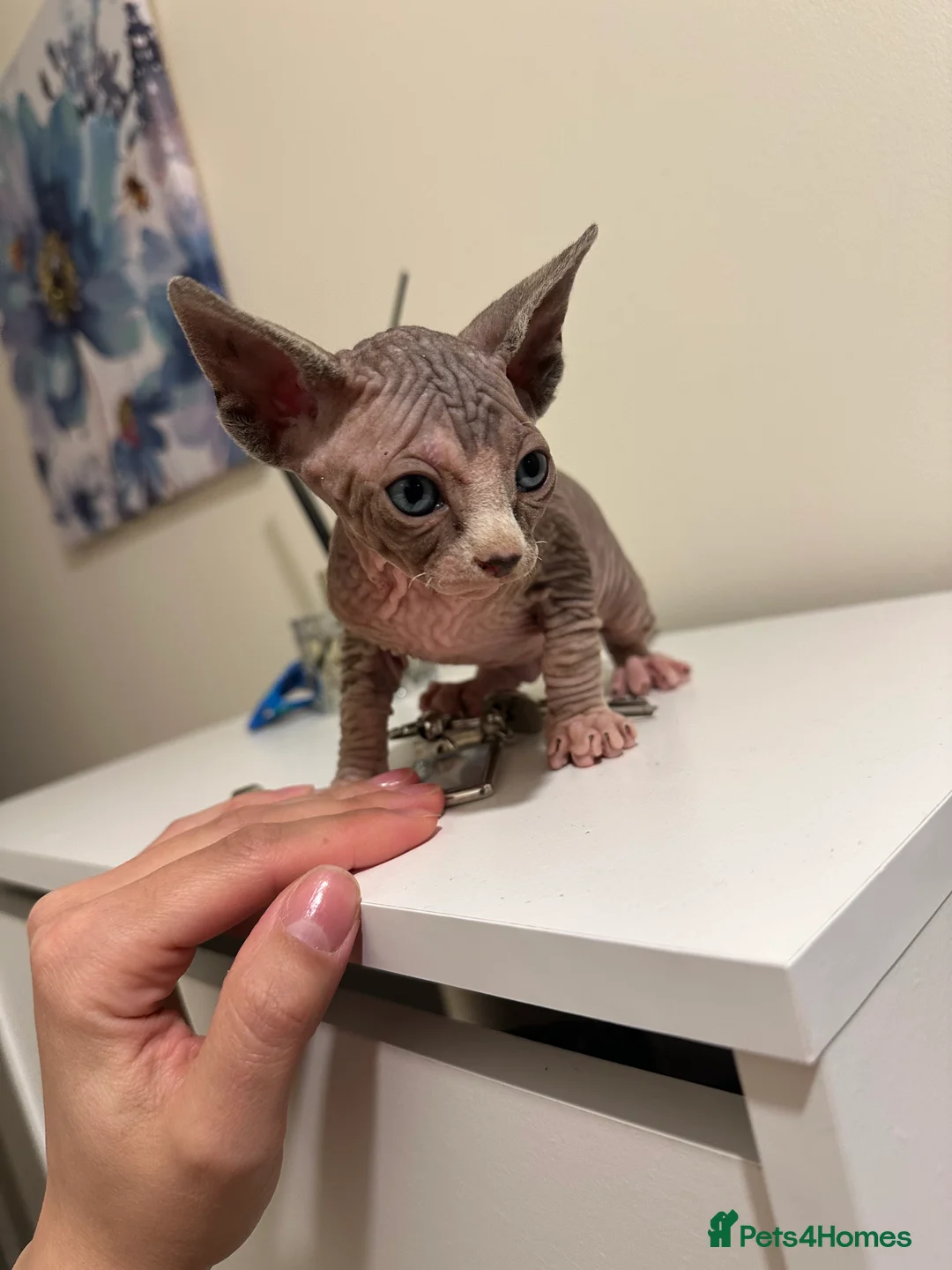 Sphynx cats for sale: Adorable female Sphynx  - Advert 2