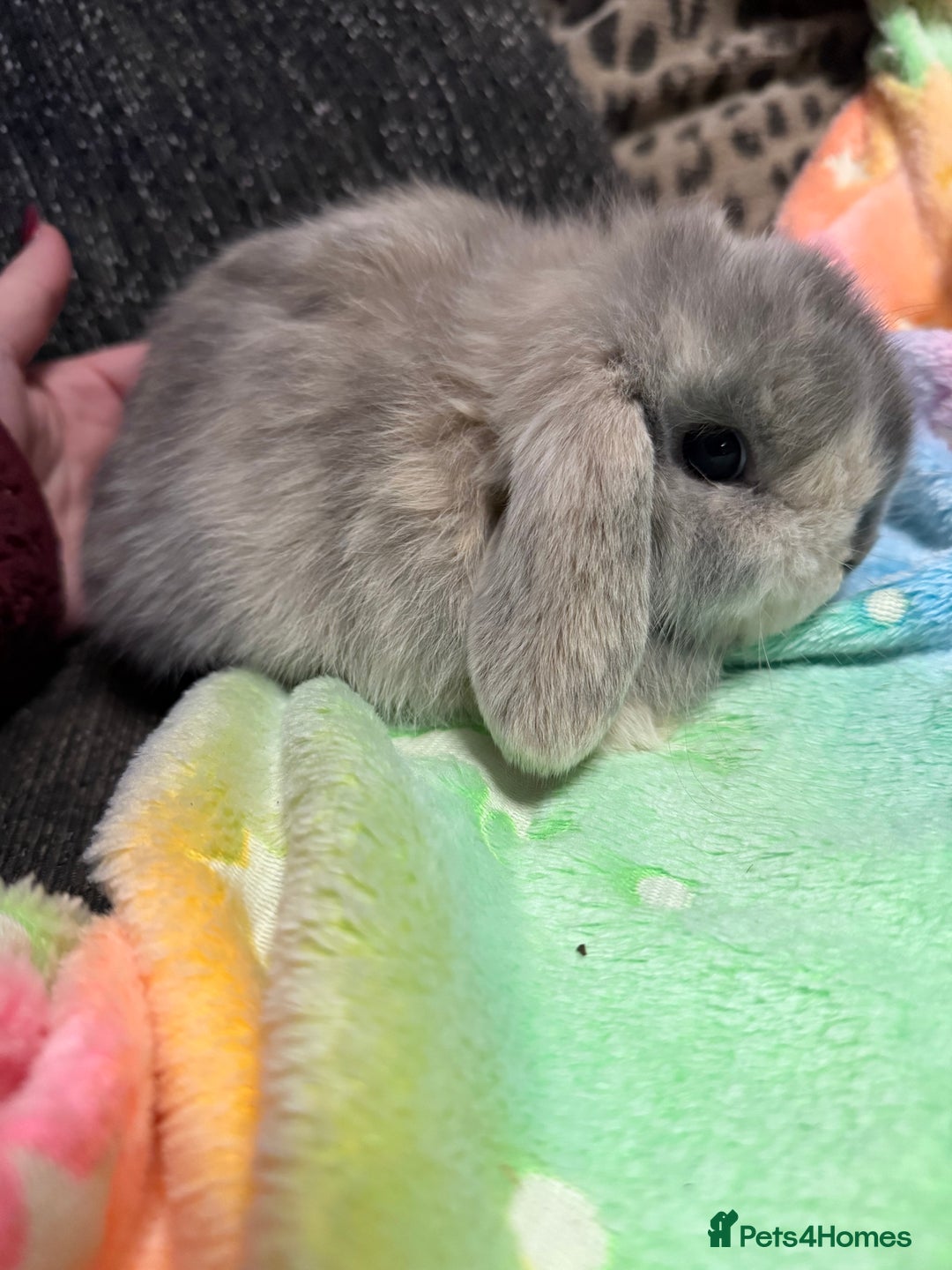 Mini Lop rabbits for sale: Mini lop rabbits  - Advert 2