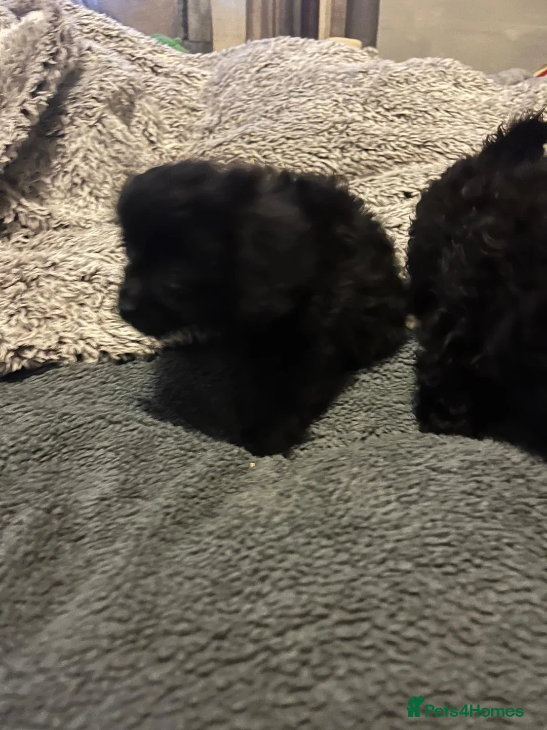 Shihpoo dogs for sale: Adorable shihpoo puppies available  - Advert 2