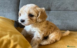 Maltipoo dogs for sale: Maltipoo Puppies  - Image 4