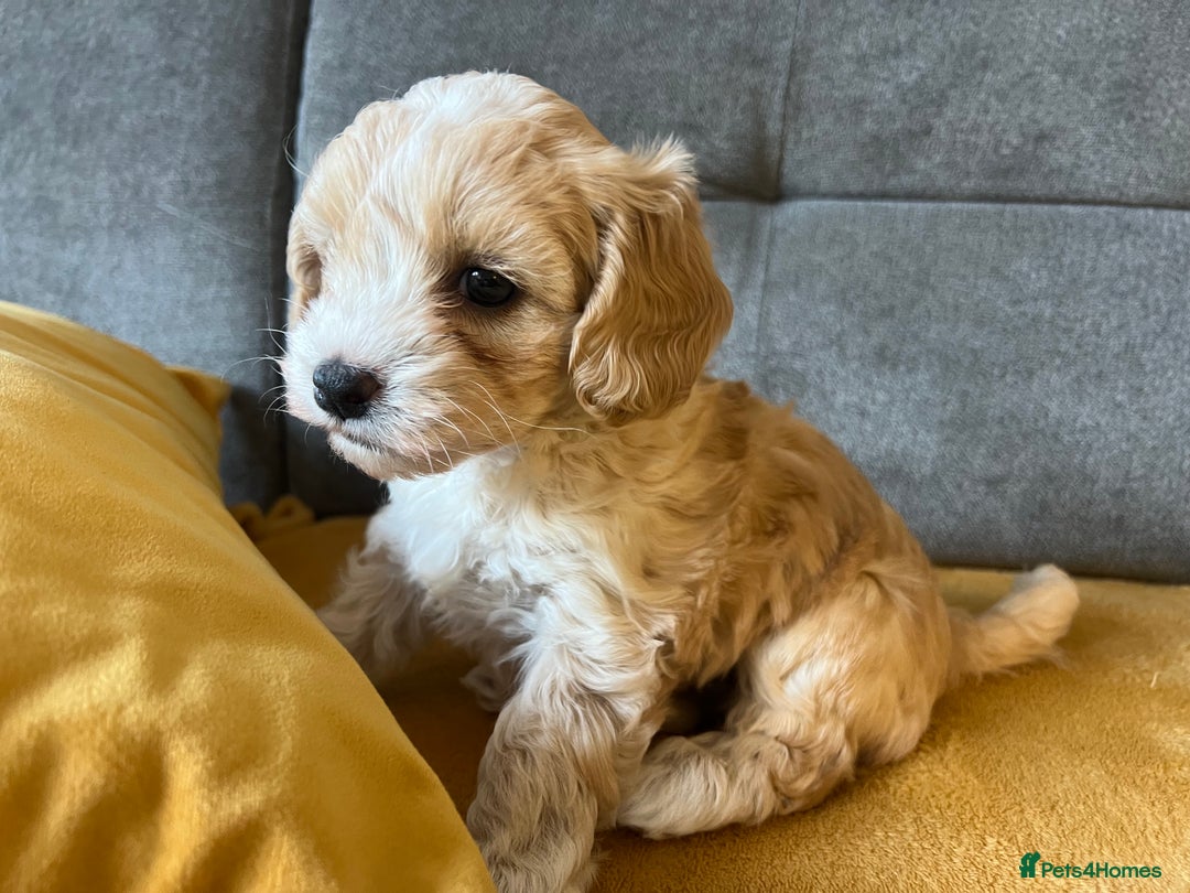 Maltipoo dogs for sale: Maltipoo Puppies  - Image 4