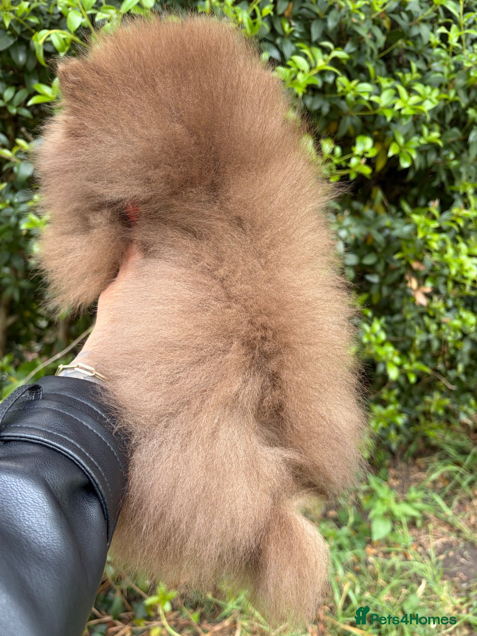 Pomeranian dogs for sale: Amazing Poms teddy bear boy 🥰🐻🥰🐻 - Advert 4