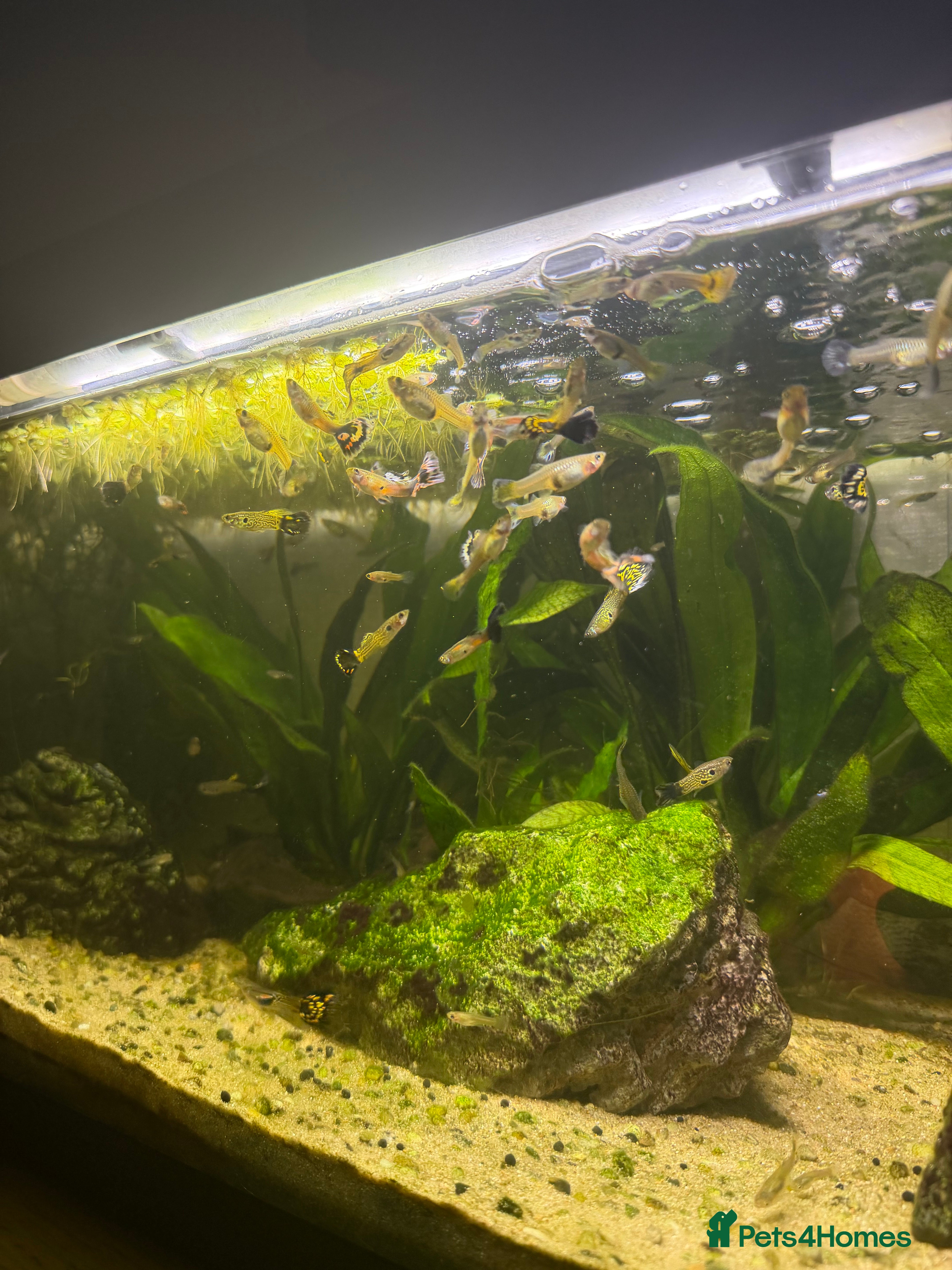 Other/Mixed Breed fish 🐟 GUPPIES🐟 - Advert 2