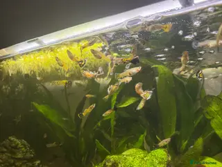 Other/Mixed Breed fish 🐟 GUPPIES🐟 - Advert 2