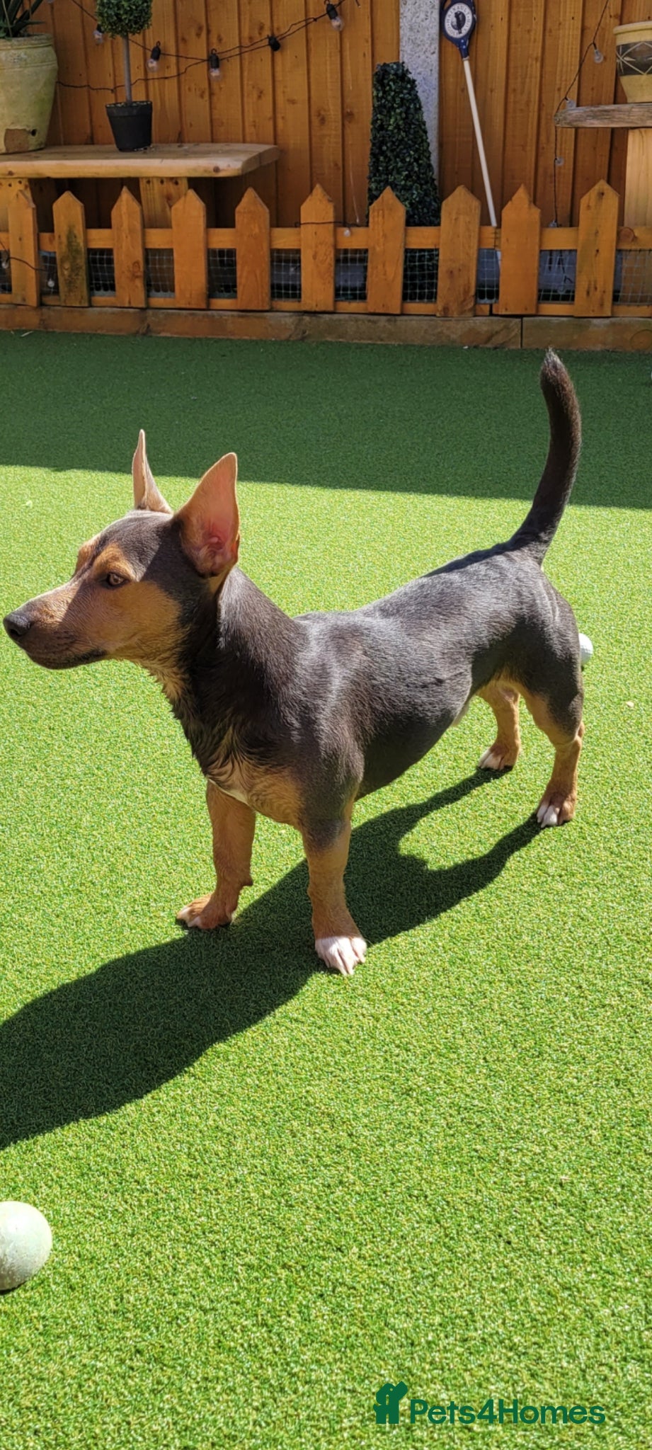 Jack Russell dogs Lilac and Tan stud  - Advert 3