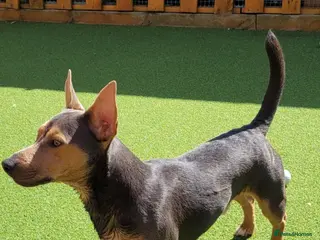 Jack Russell dogs Lilac and Tan stud - Advert 12