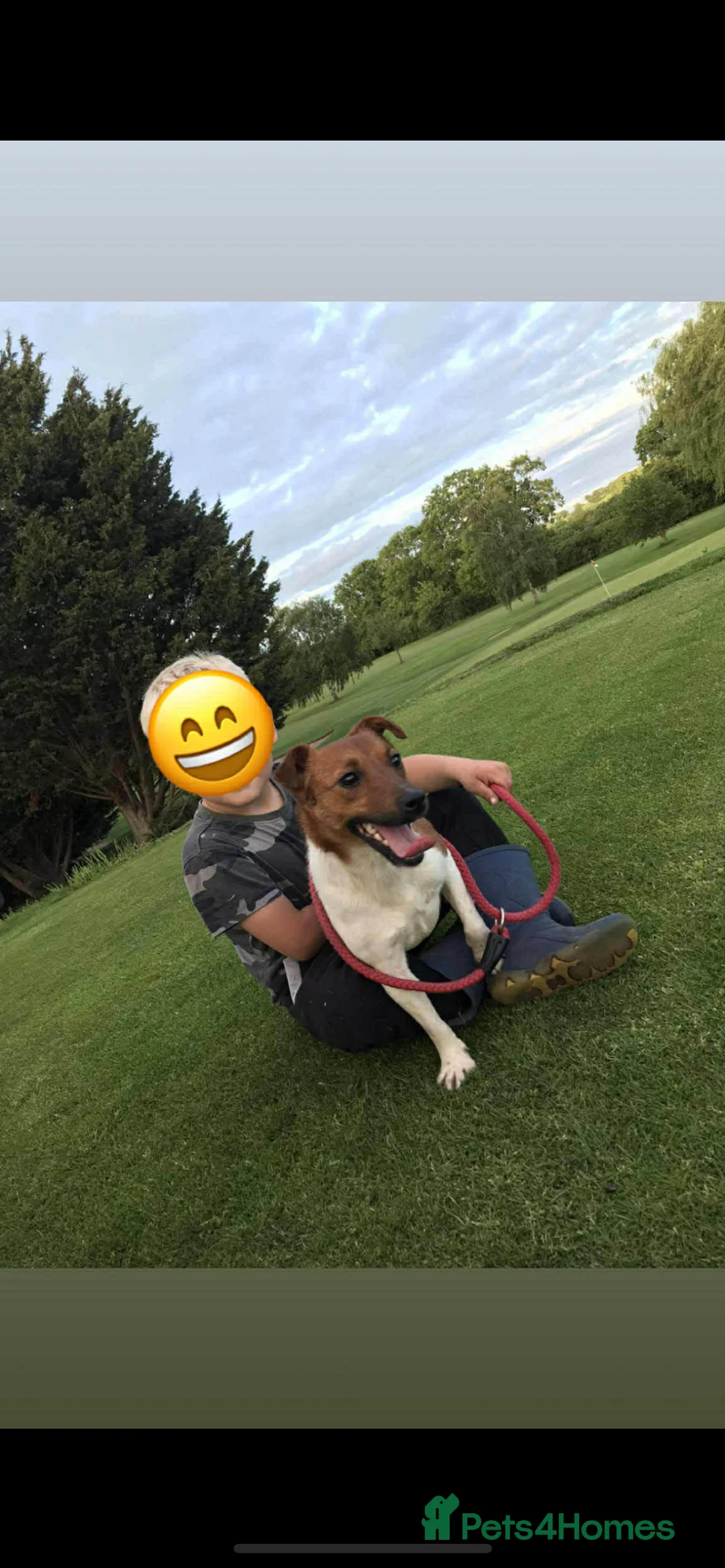 Jack Russell dogs for sale: Beautiful miniature Jack Russell‘s - Advert 5