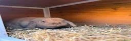 Mini Lop rabbits for sale: Friendly mini lop 1 year old - Advert 3