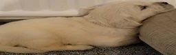 Golden Retriever dogs for sale: Super fluffy cream pups in Newark - Advert 34