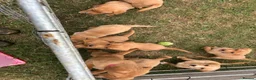 Labrador Retriever dogs for sale: Fox Red Labradors KC REG in Northallerton - Advert 19