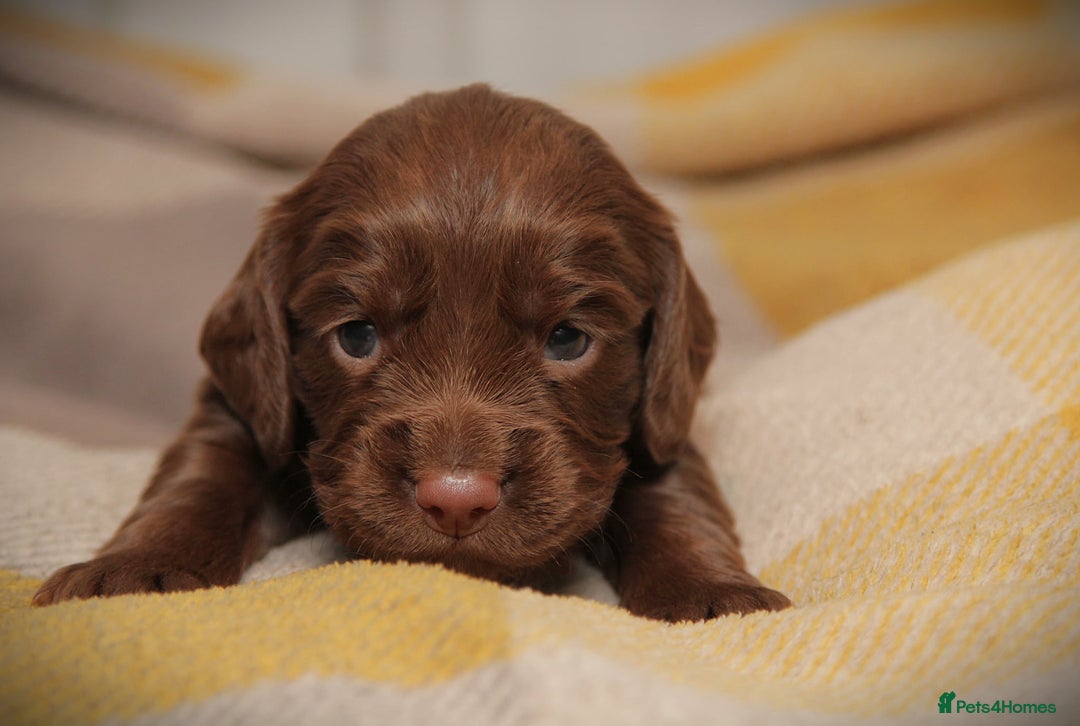 Cocker Spaniel dogs for sale: Working Cocker Spaniel, KC - Advert 10