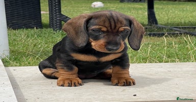 Dachshund dogs - Advert 13