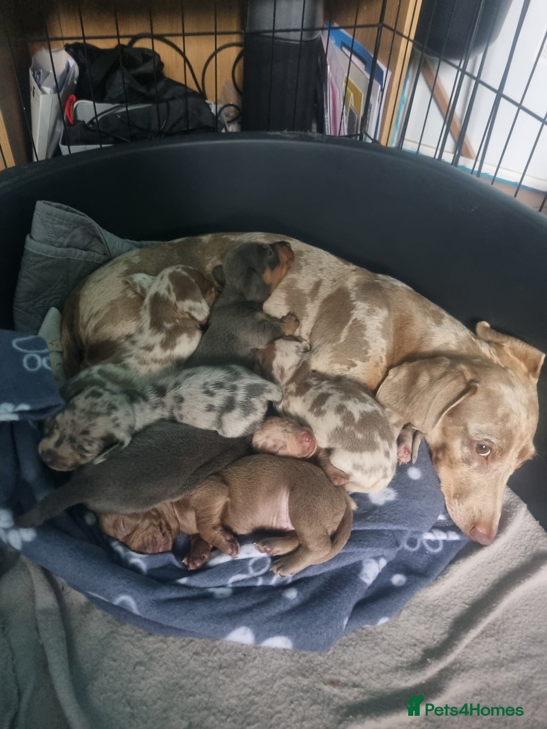 Miniature Dachshund dogs for sale: Stunning Miniature Dachshund Puppies - Image 2