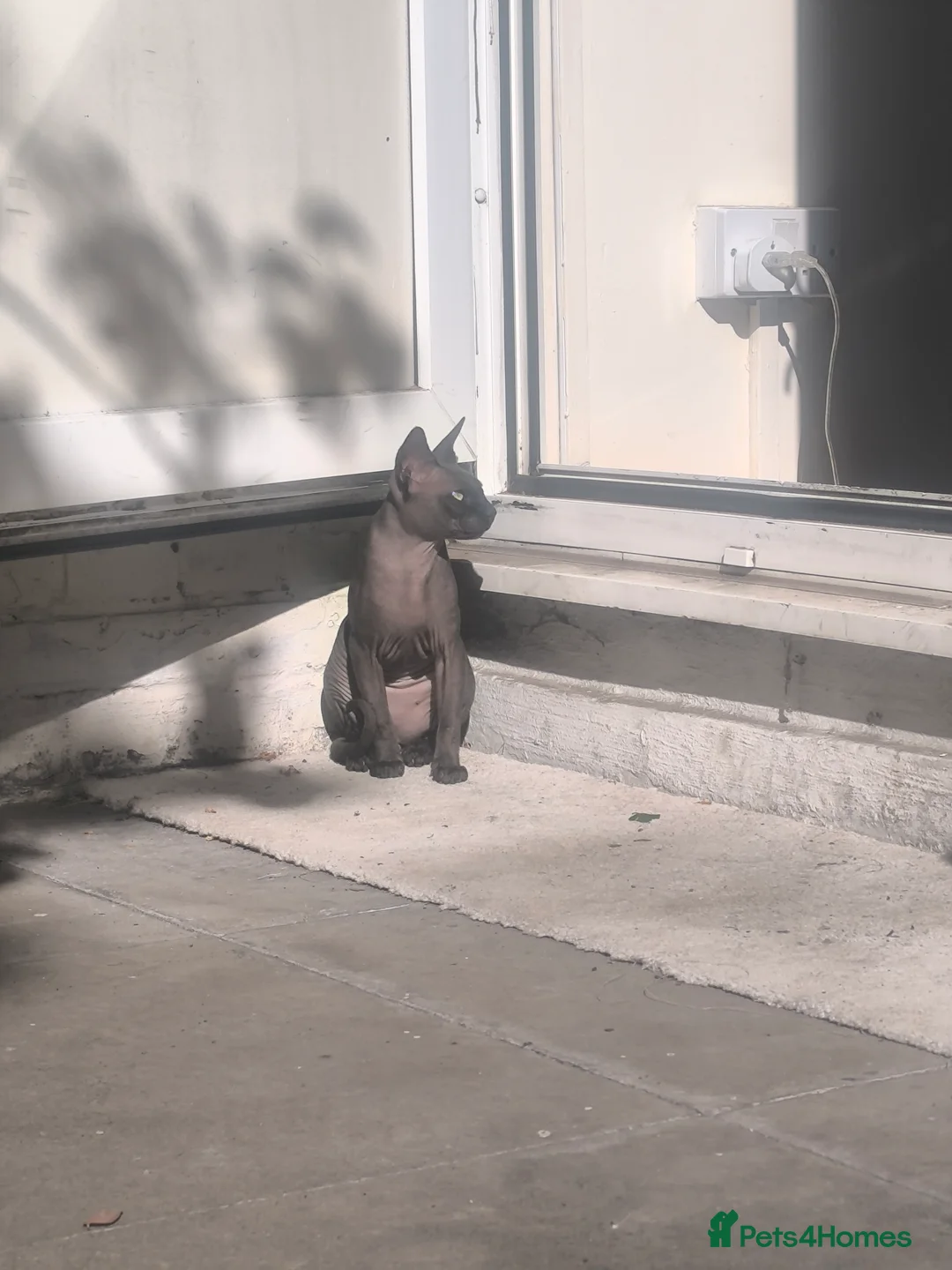 Sphynx cats for stud: Cat sphinx for stud - Advert 2