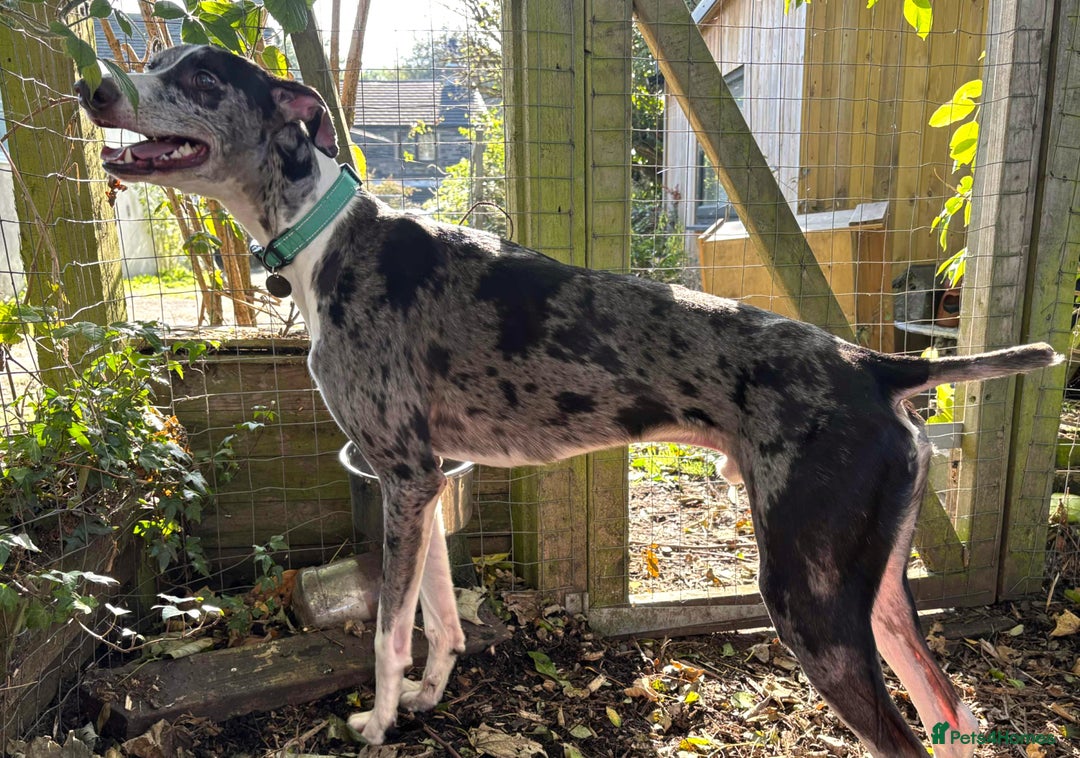 Lurcher dogs for adoption: ARTHUR, young male lurcher in rescue - Image 3