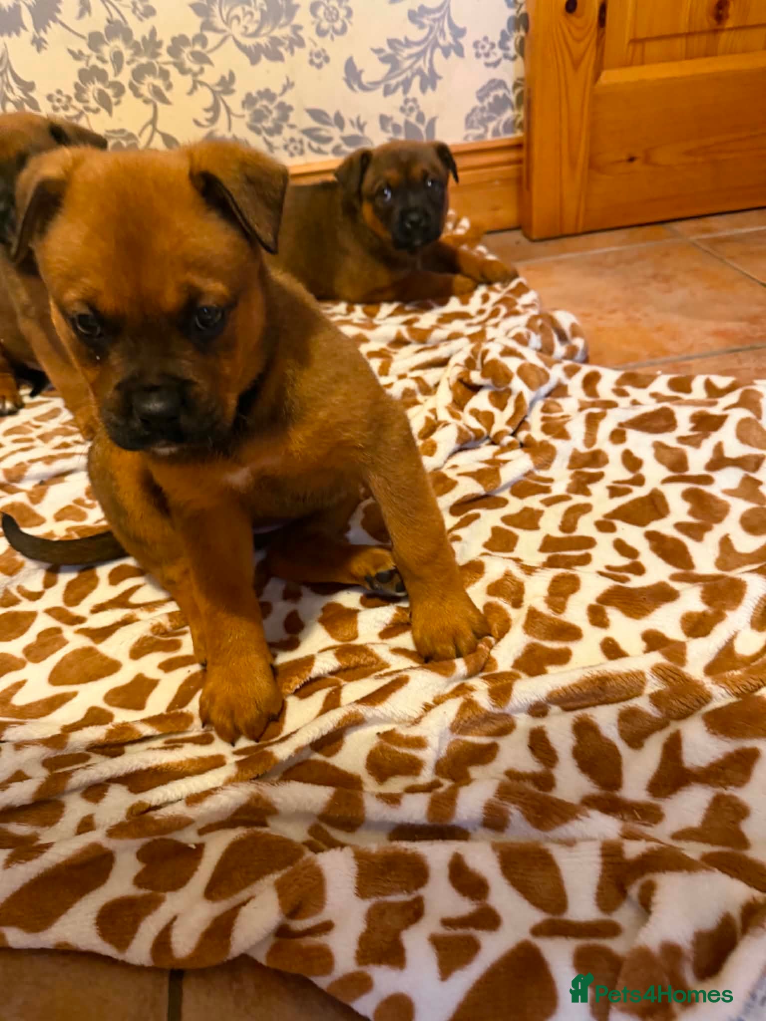Boxweiler dogs for sale: Boxweiler pups in Omagh - Advert 8