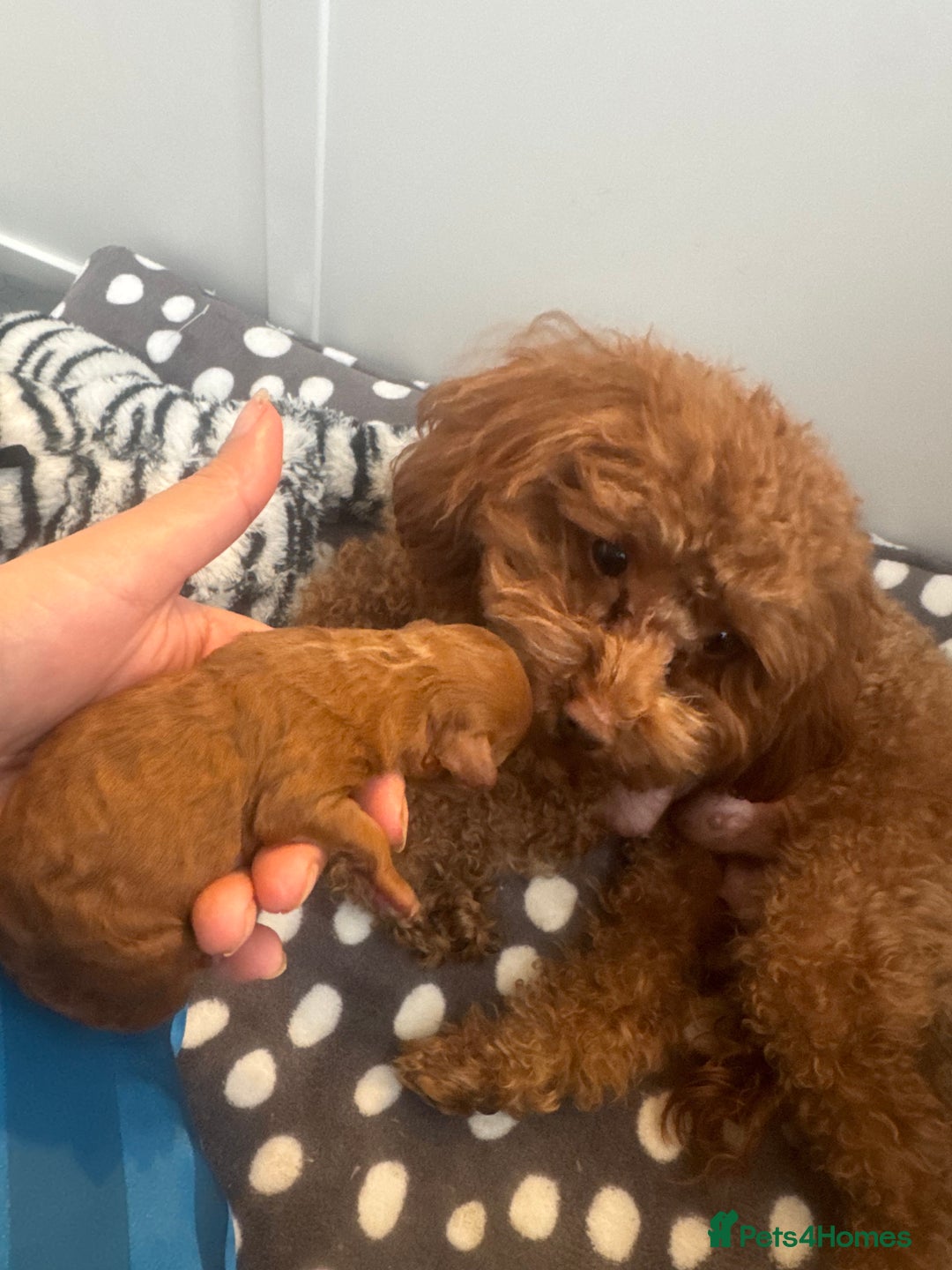 Toy Poodle dogs for sale: 1 Male toy poodle puppy left - Advert 4