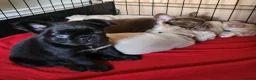 French Bulldog dogs for sale: Beautiful Rare Fluffy French Bulldogs  - Advert 17
