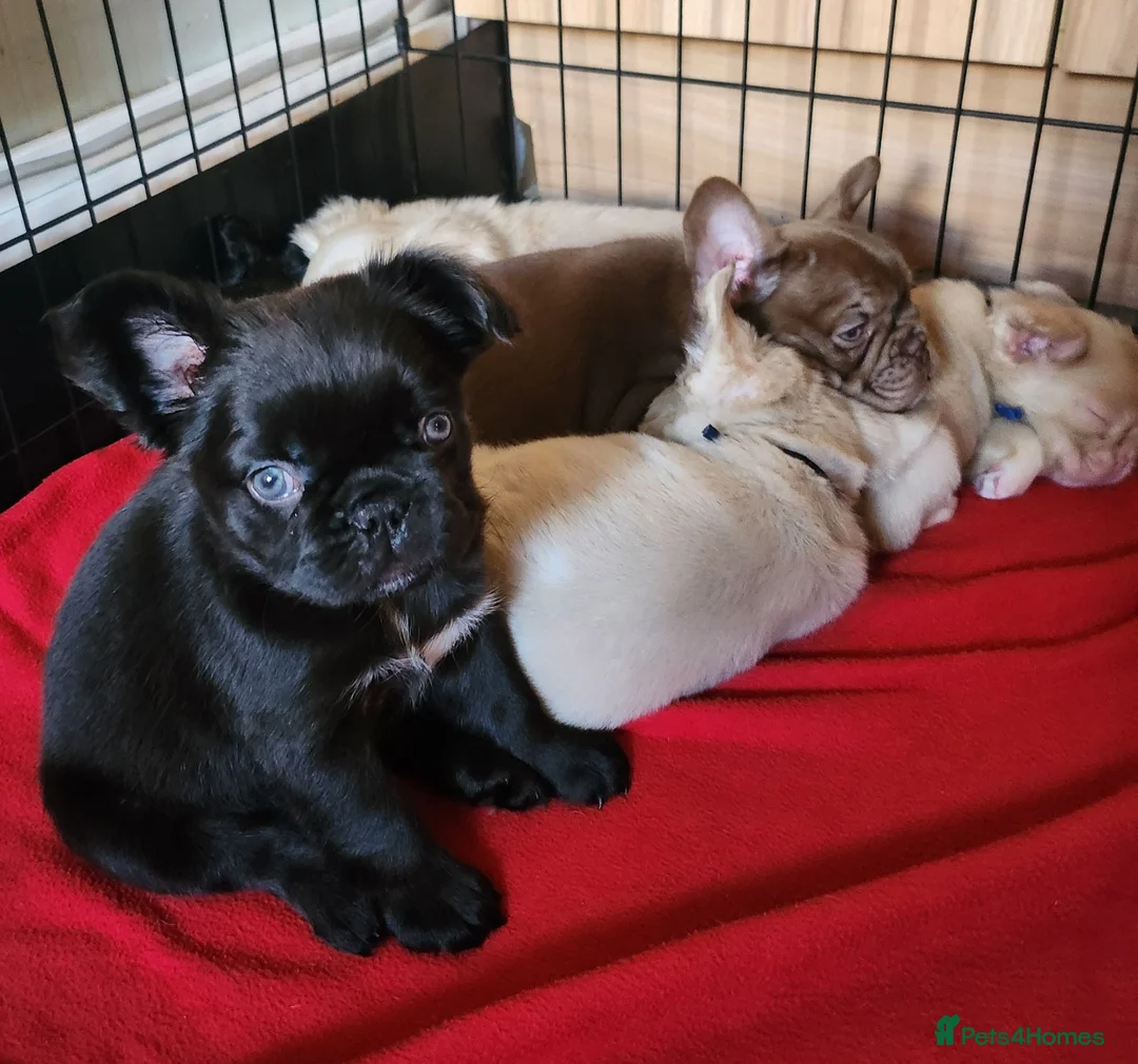 French Bulldog dogs for sale: Beautiful Rare Fluffy French Bulldogs  - Advert 17