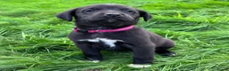 Mixed Breed dogs for sale: HUNTADOR PUPPIES READY FOR THEIR NEW HOMES!  - Advert 7