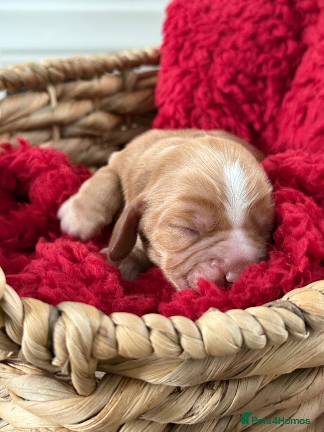 Cocker Spaniel dogs for sale: Show cocker spaniels  - Advert 3