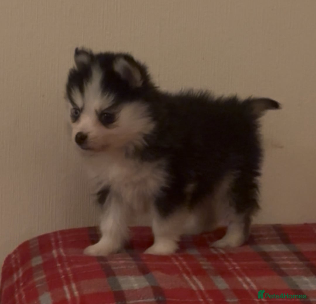 Pomsky dogs for sale: Toy Pomsky Multigenerational - Advert 4