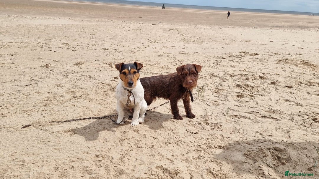 Patterjack dogs for sale: 2 little boys left for sale beautiful puppies - Image 10