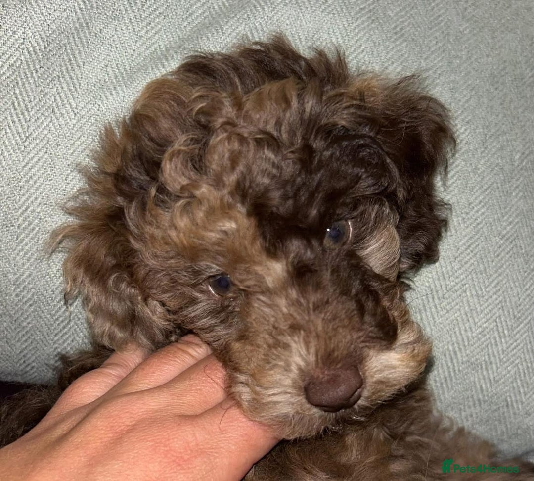 Toy Poodle dogs for sale: Chocolate Merle Kc parents toy poodle female  - Advert 8