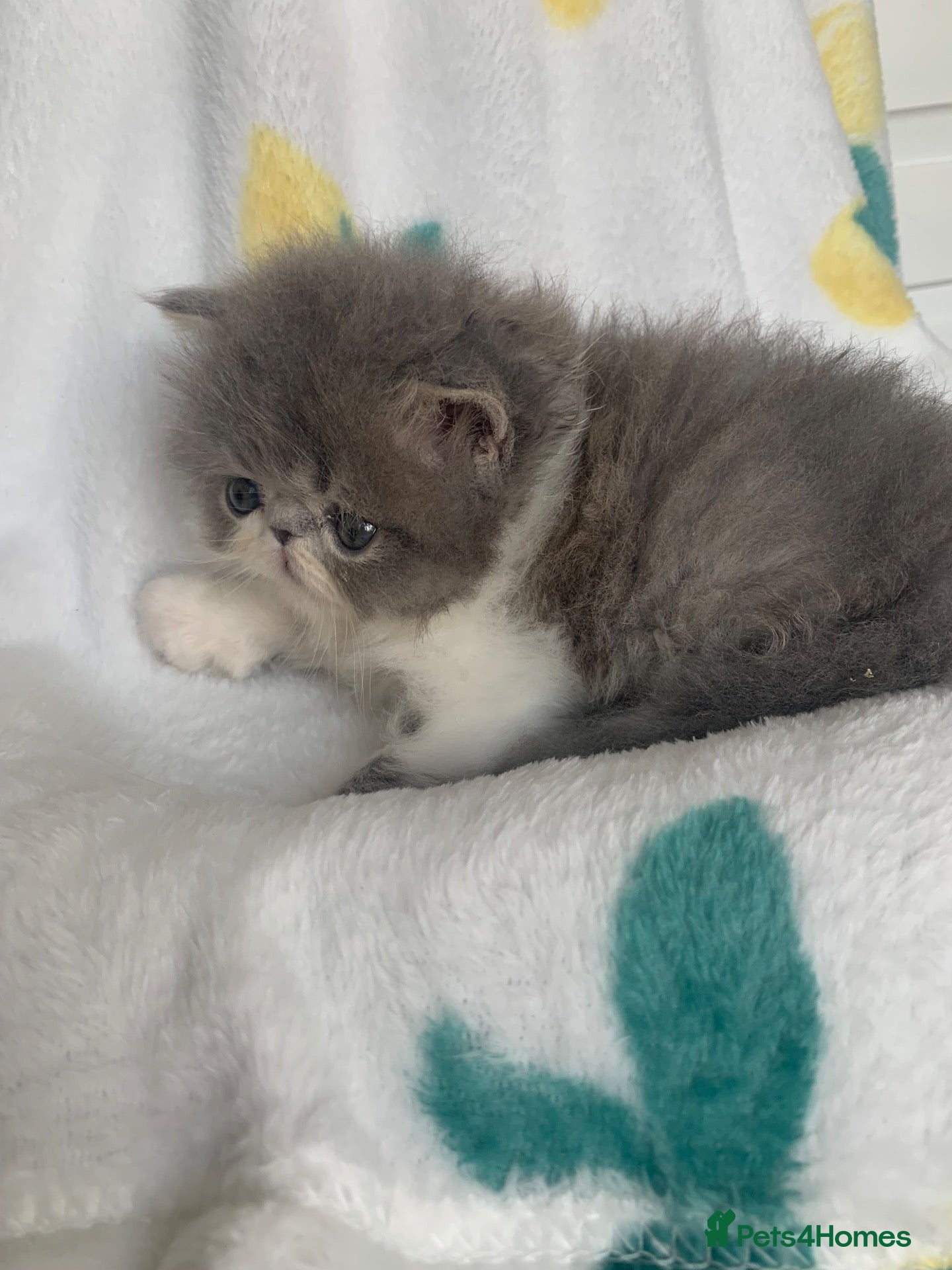 Persian cats Pedigree Persian Kitten (Ready Now) - Advert 2