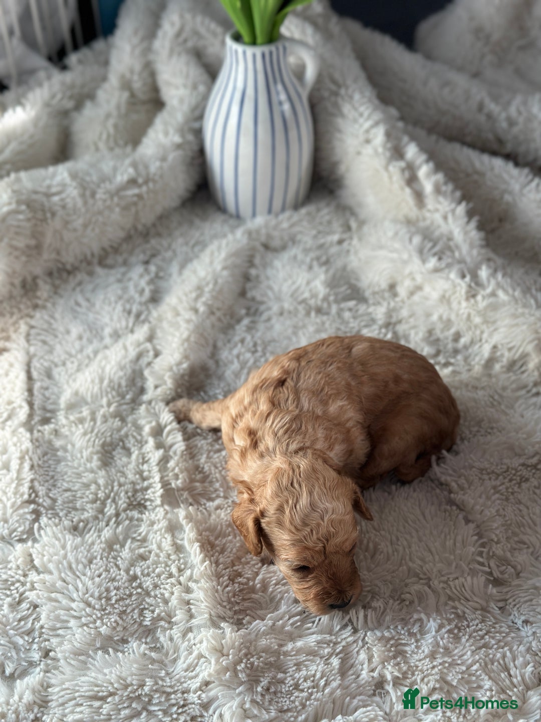 Toy Poodle dogs for sale: Toy poodles (5 girls and 2 boys) - Image 27
