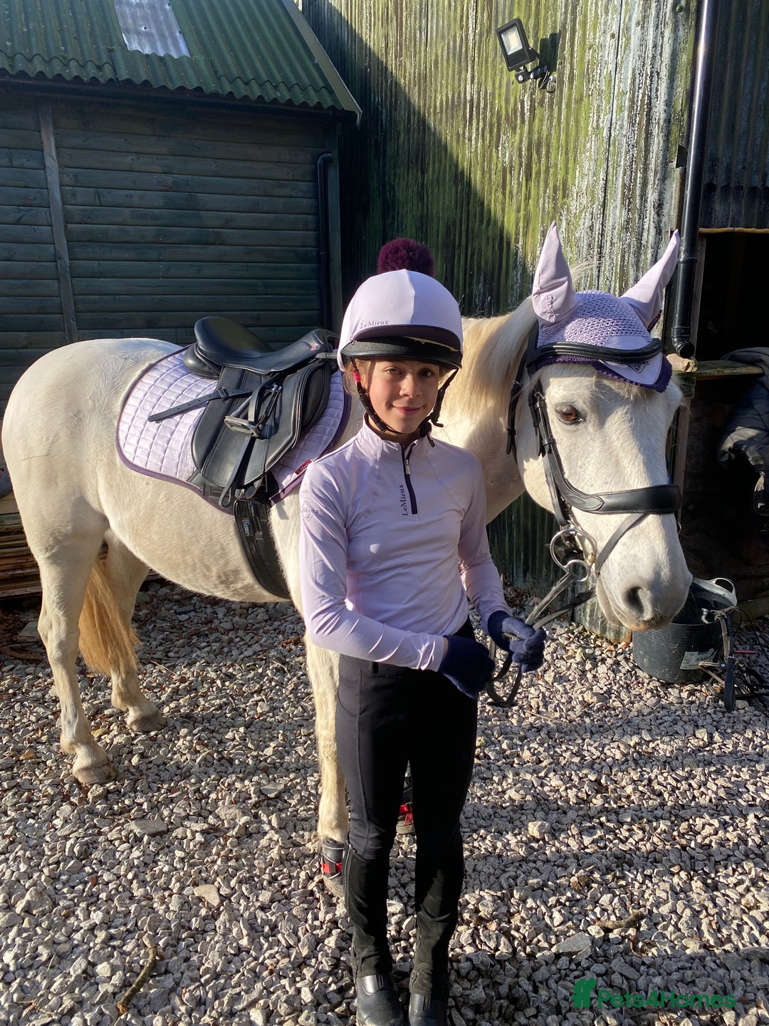 Connemara horses for sale: Beautiful Connie X Mare  - Advert 2