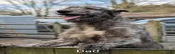 Irish Wolfhound dogs for sale: Irish Wolfhound Puppies  - Advert 4