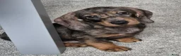 Dachshund dogs for sale: KC Wirehaired standard Dachshund puppies - Advert 5