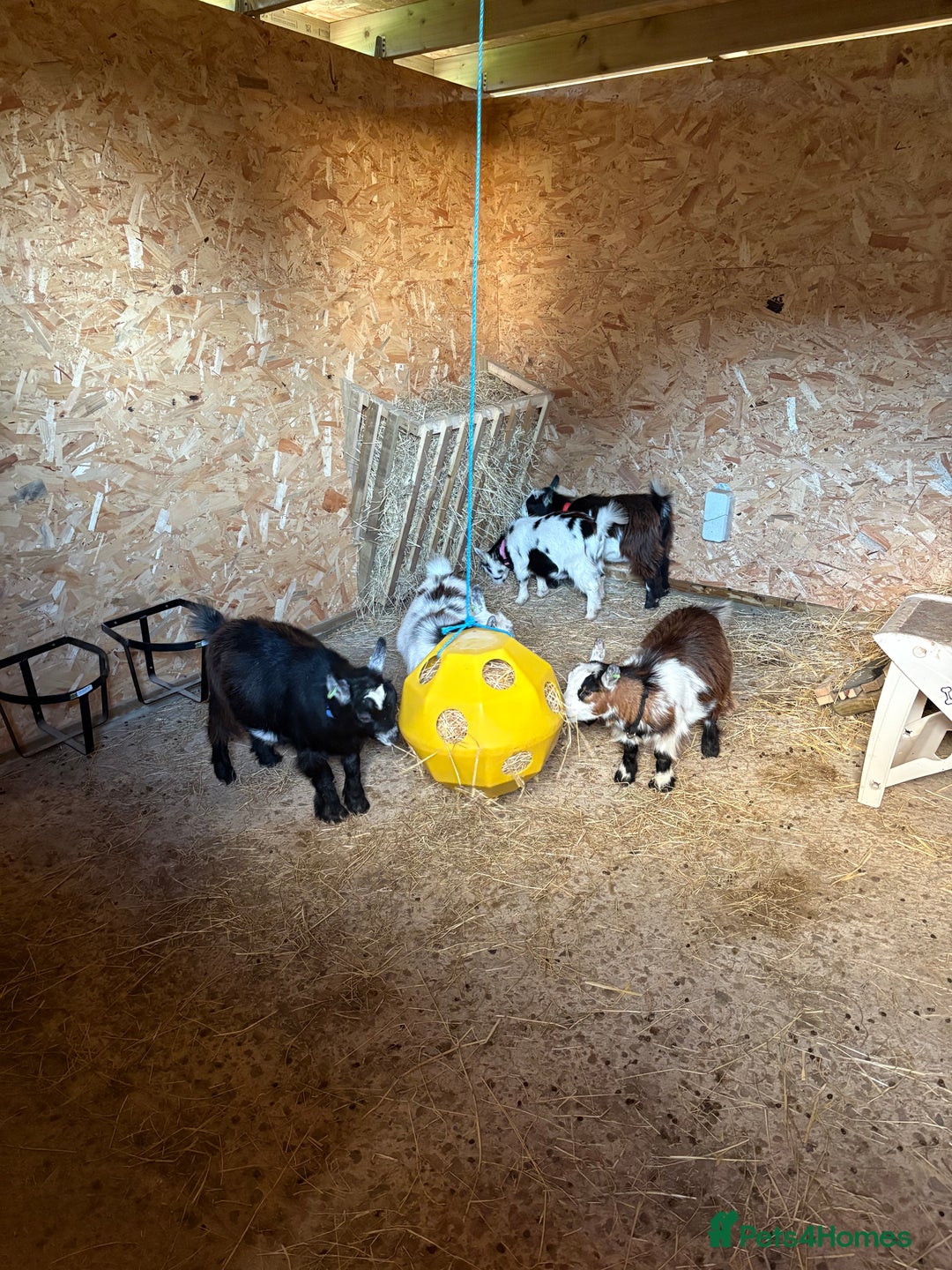 Goats livestock for sale: Pygmy herd 5 must go together  - Advert 4