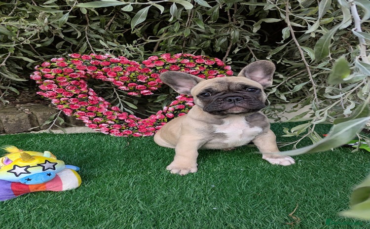 French Bulldog dogs - Advert 1