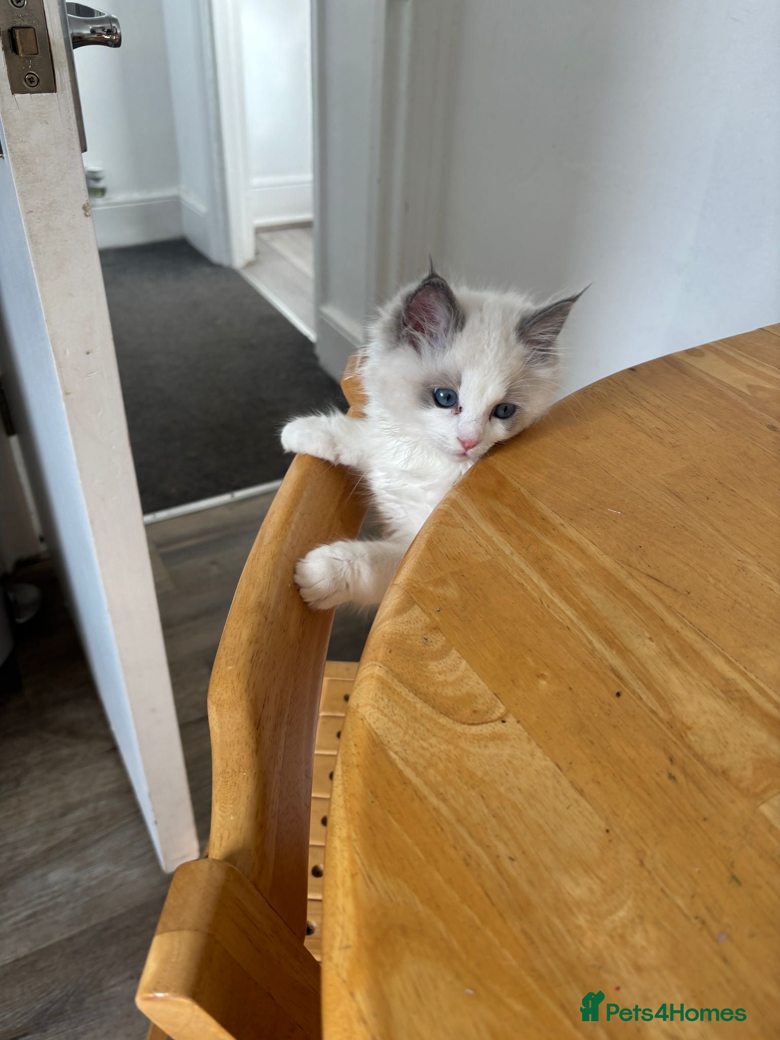 Ragdoll cats 1 beautiful boy blue eyed pure ragdoll - Advert 2