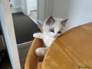 Ragdoll cats 1 beautiful boy blue eyed pure ragdoll - Advert 1