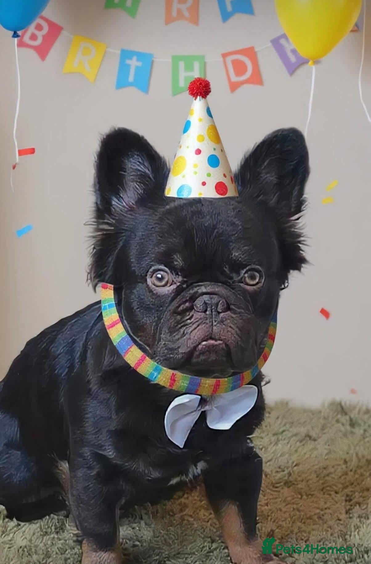 French Bulldog dogs Fluffy French bulldog for stud - Advert 1