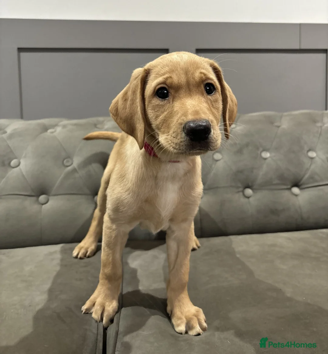 Labrador Retriever dogs for sale: Trained Labradors for sale - Advert 2