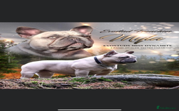 French Bulldog dogs for sale: QUALITY HOME BRED FRENCH BULLDOG PUPPIES - Image 22