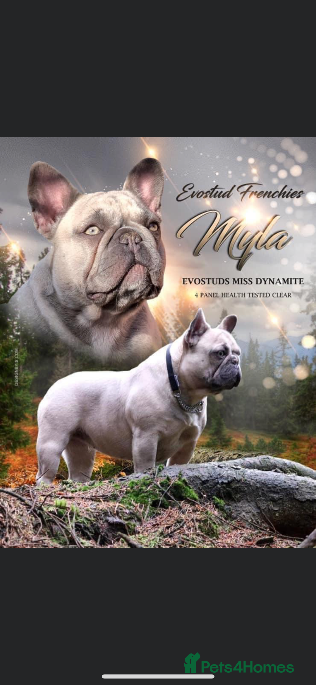 French Bulldog dogs for sale: QUALITY HOME BRED FRENCH BULLDOG PUPPIES - Image 22