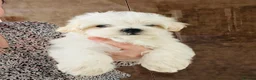 Maltese dogs for sale: Maltese-small size/hypoallergenic 3 boys-left! - Advert 6