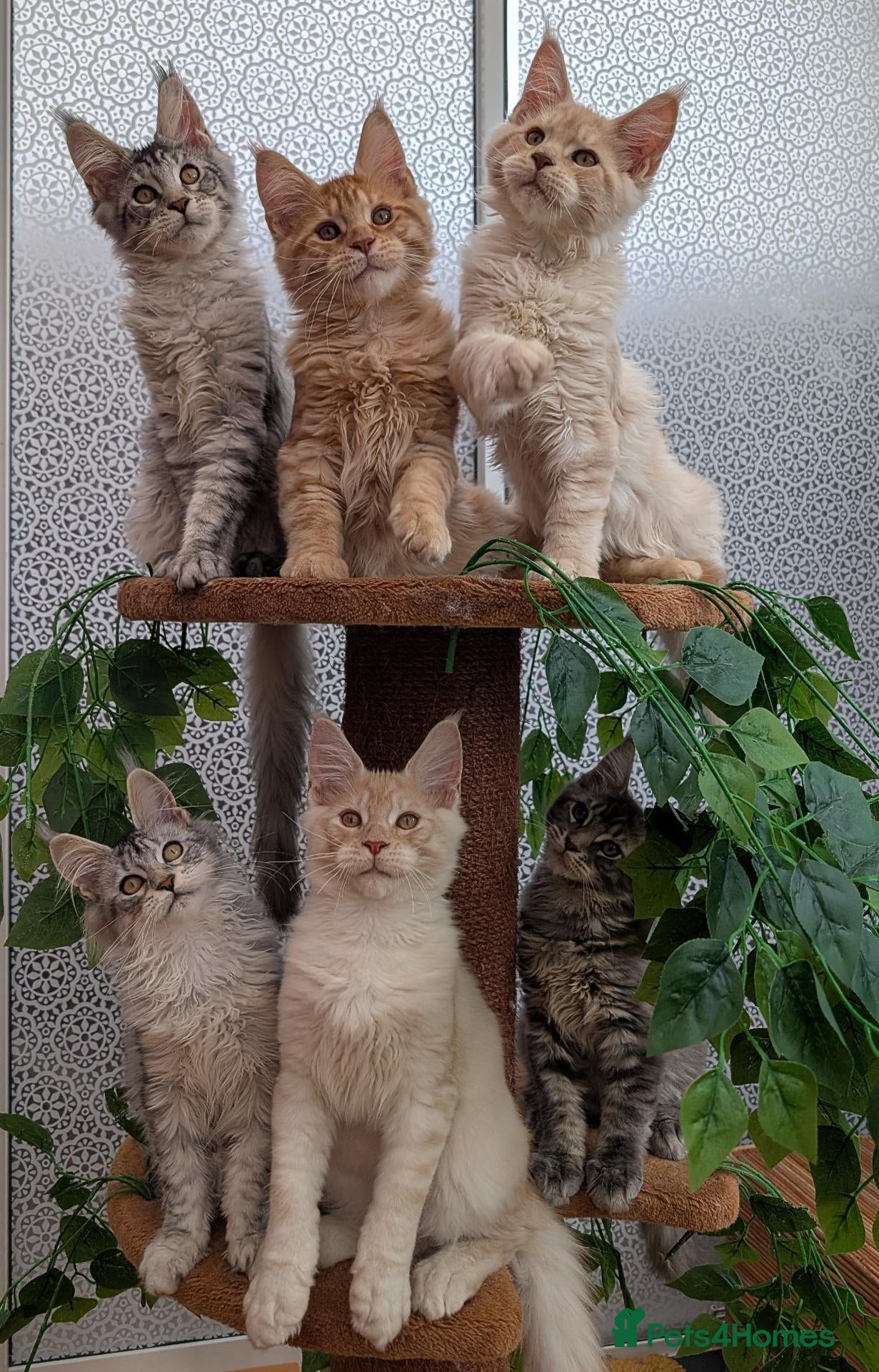 Maine Coon cats Stunning Tica registered Maine coon kittens - Advert 1