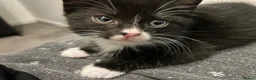 British Shorthair cats for sale: Kittens for sale - Advert 2