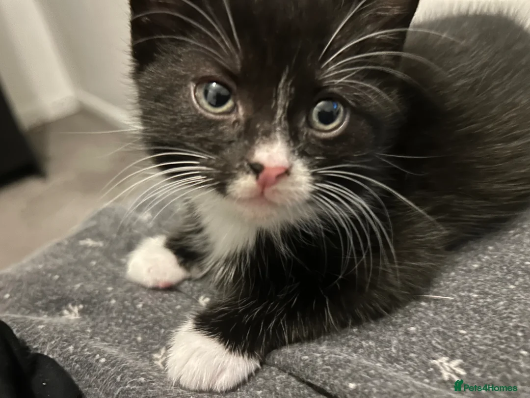 British Shorthair cats for sale: Kittens for sale - Advert 2