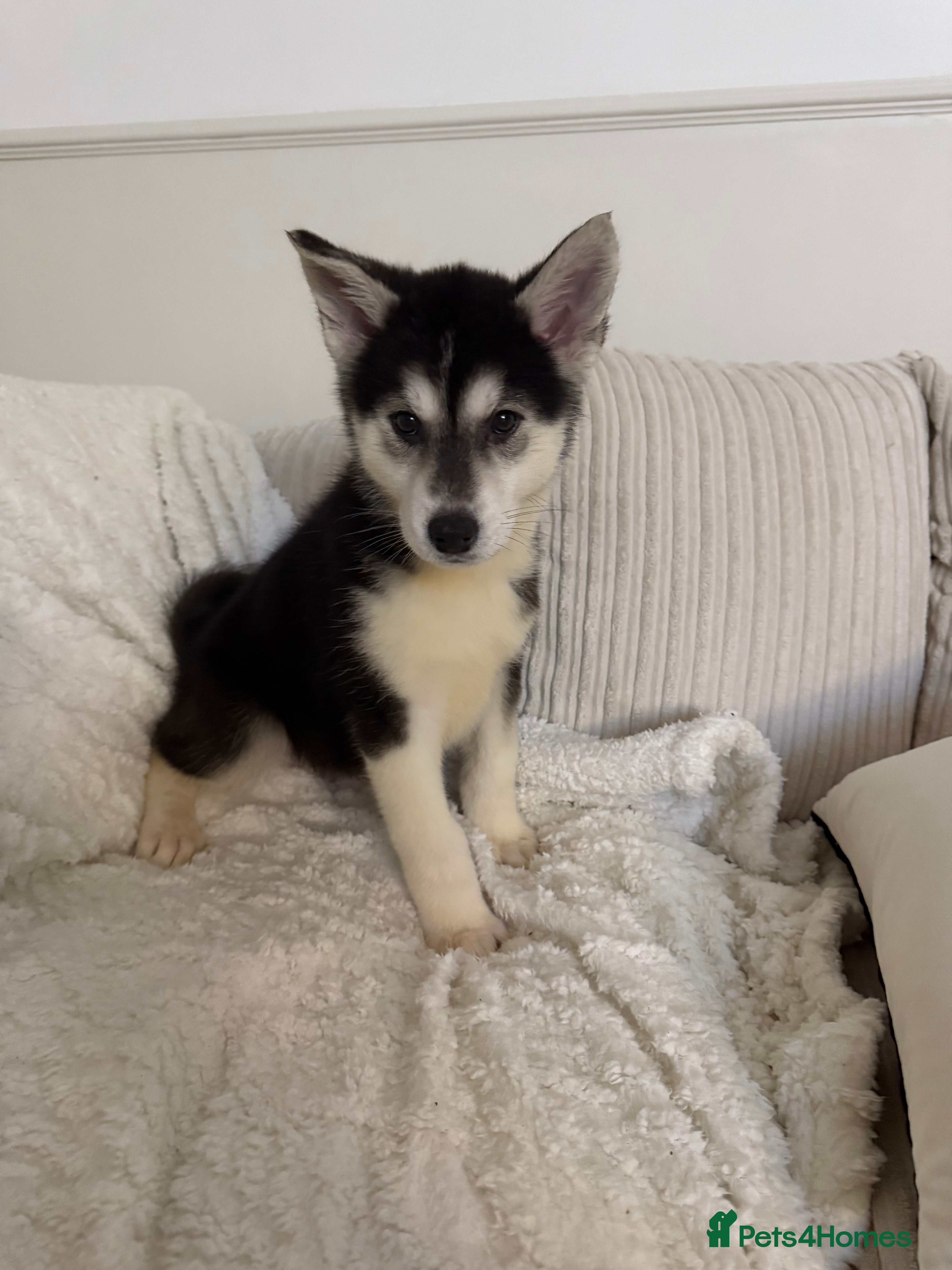 Huskita dogs READY NOW Huskita Puppies - Advert 1